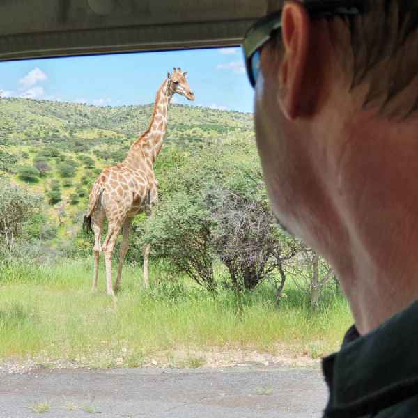 Giraffe im Daan Viljoen Naturpark