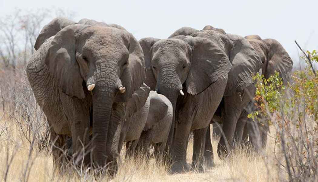 Grosse Elefantenherden im Kaudom Nationalpark im Osten Namibias