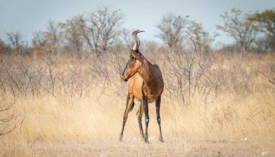 Kuhantilope in Namibias Kalahari