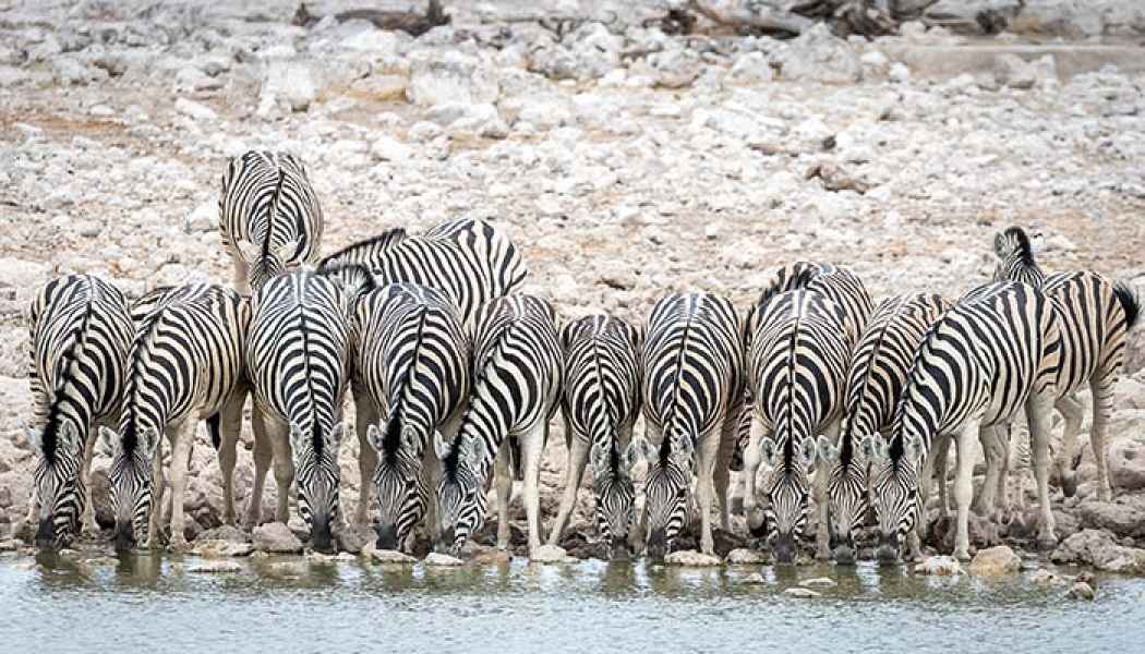 Zebras am Wasserloch im Etosha Park mit einer Outdoor Adventure Safari