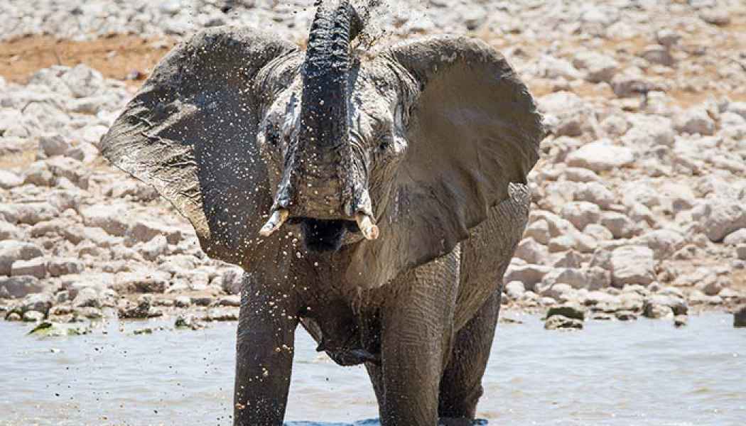 Elefant im Wasserloch in der Etoscha