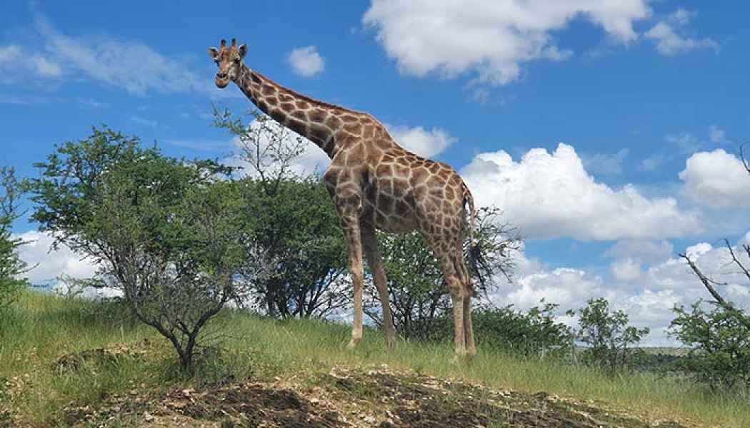 Giraffe im Daan Viljoen Park beim Tagesauflug ab Windhoek