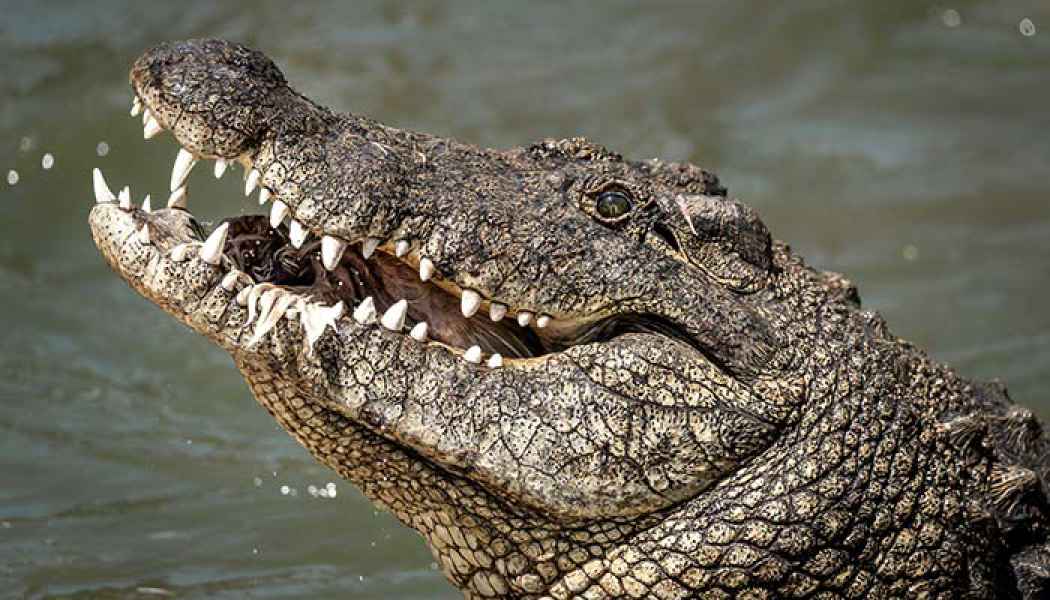 Krokodil am Horseshoe Babwata Nationalpark