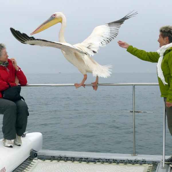 Pelikane bei der Bootstour in Walvis Bay