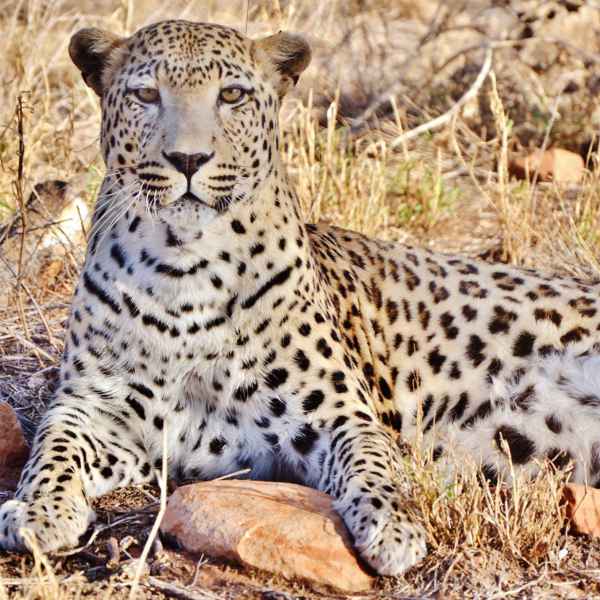 Leoparden in Namibia