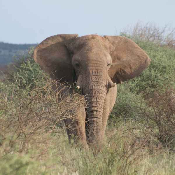 Elefanten am Randgebiet der Kalahari