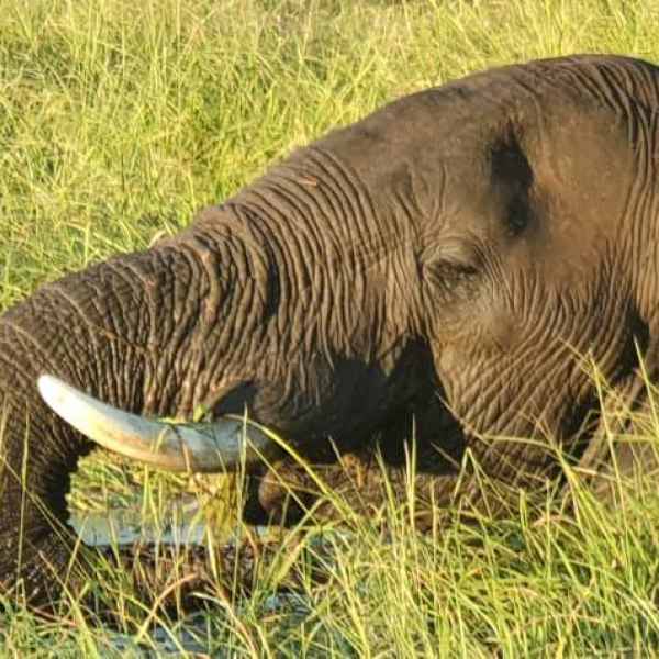 schwimmende Elefanten im Chobe
