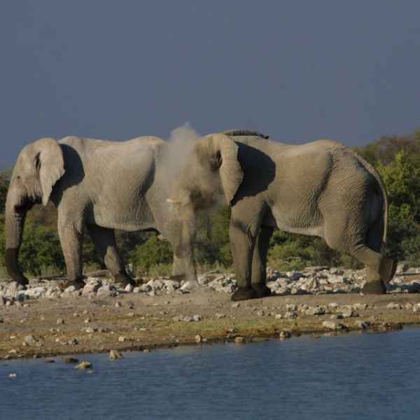 Elefanten im Etosha Wildlife Reserve