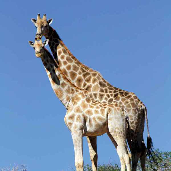Giraffen im Daan Viljoen Naturpark