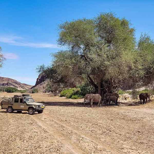 Im Flussbett mit Wüstenelefanten
