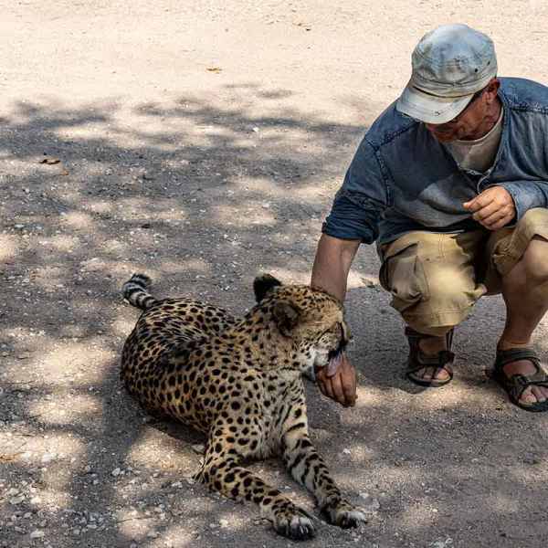 Zahme Leoparden auf Otjitotongwe