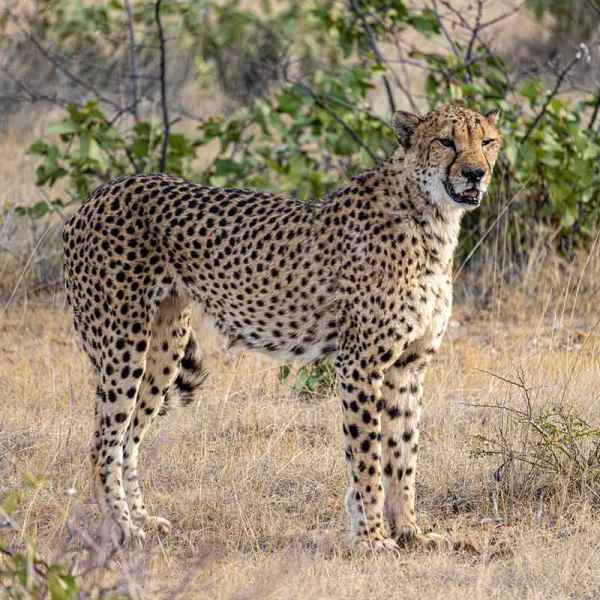 Gepard, Etoscha