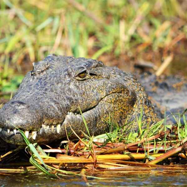 Krokodil bei Buffalo Core