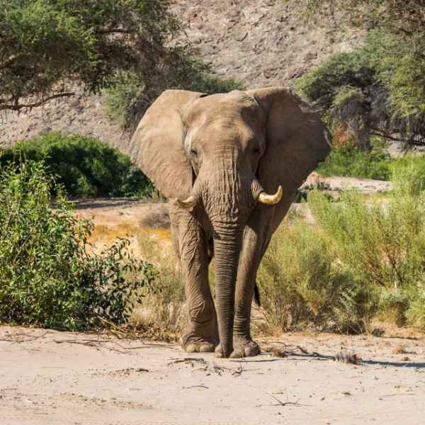 Elefant im Kaokoveld