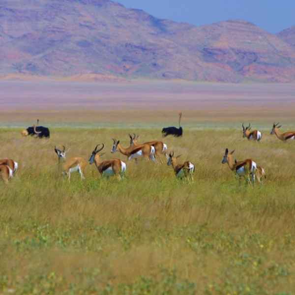 Die kleine Serengeti in Namibia