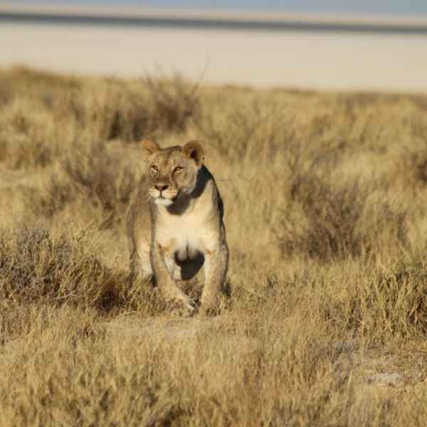 Löwin im Etoscha Park
