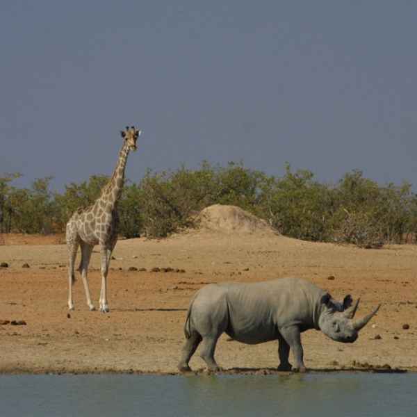 Nashorn und Giraffe am Wasserloch