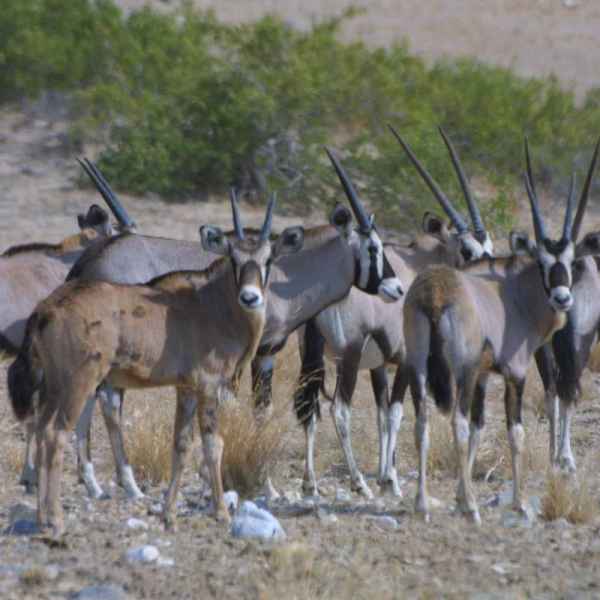 Oryxherde im Norden Namibias