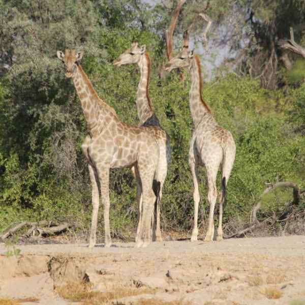 Giraffen im Kaokoveld