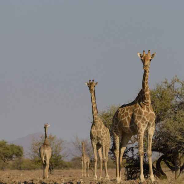 Giraffen im Hoarusib Trockenfluss