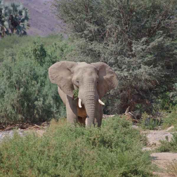 Elefant im Hoarusib