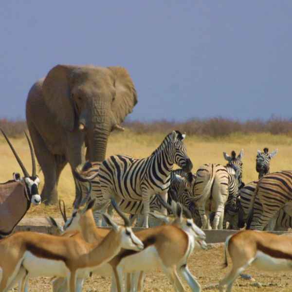 Etoscha Nationalpark