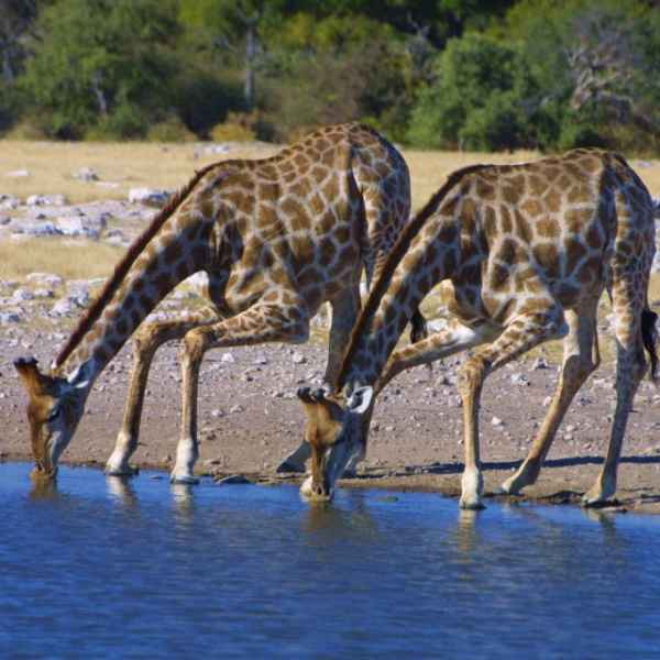 Giraffen am Wasserloch im Etoscha Park