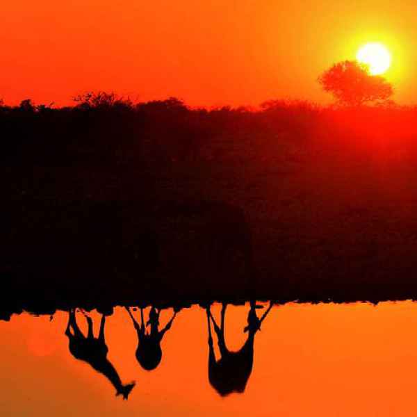 Giraffen am Wasserloch zu Sonnenuntergangszeiten