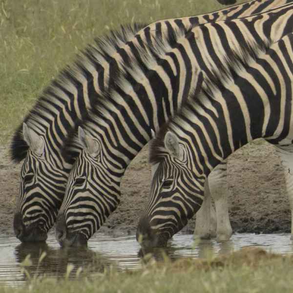 Zebras am Wasserloch in der Etoscha