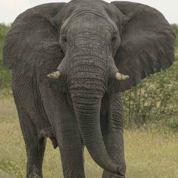 Großer Elefantenbulle