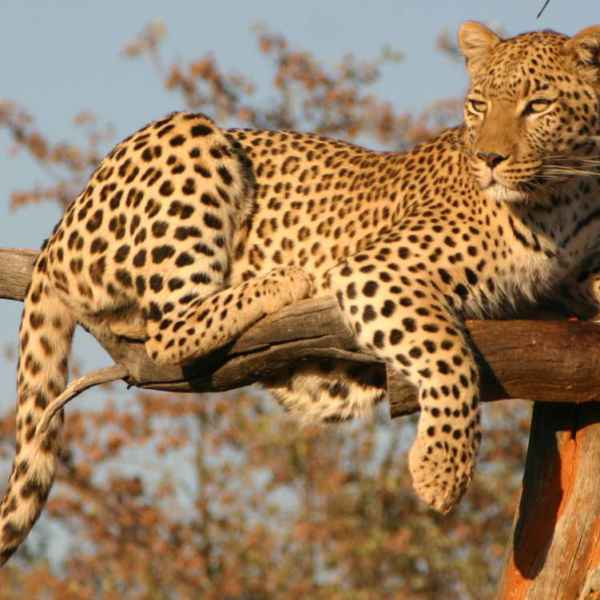 Leopardenfütterung