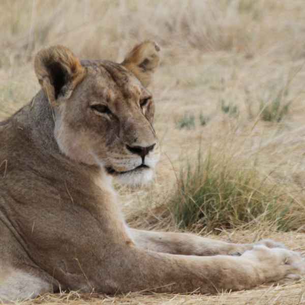 Löwin im Mudumu National Park
