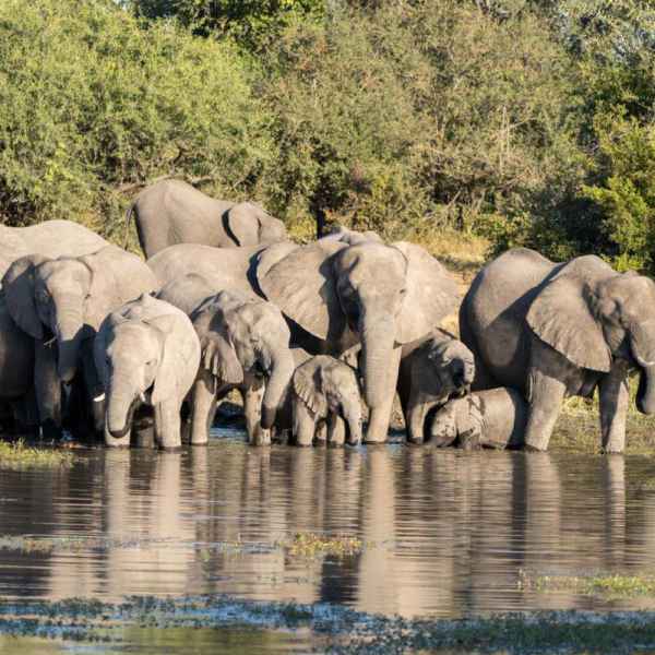 Gruppe Elefanten im Chobe Nationalpark