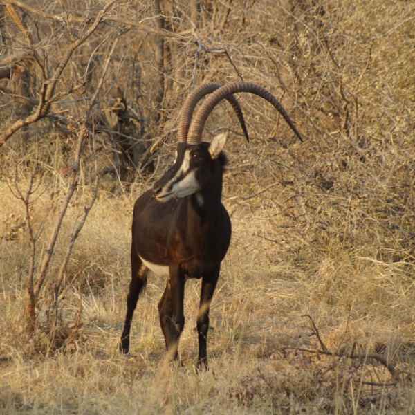 Rappenantilope im Mahangu Nationalpark