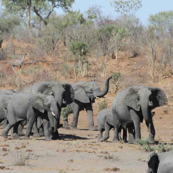 Elefantenherde auf Safari