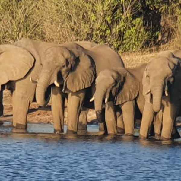 Elefanten kommen zum Chobe zum Trinken