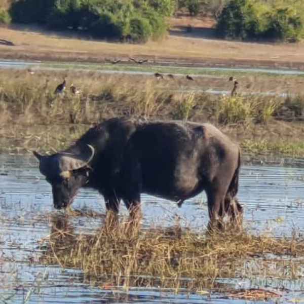 Büffel in den namibischen Wetlands