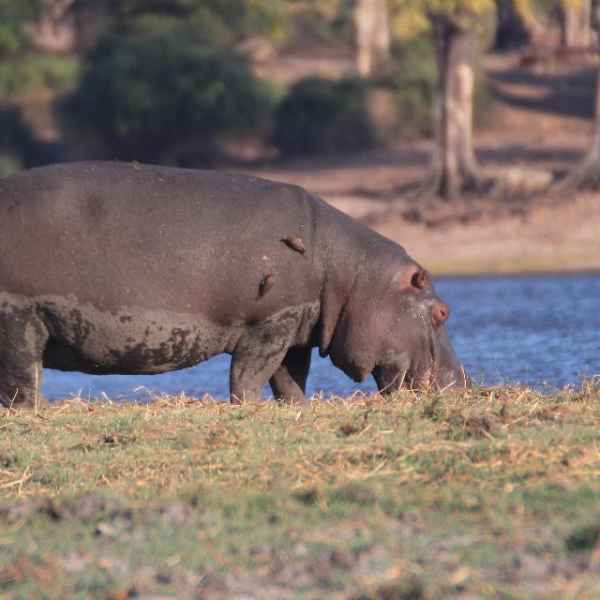 Grasendes Flusspferd im Chobe