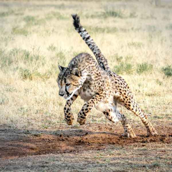 Jagender Gepard