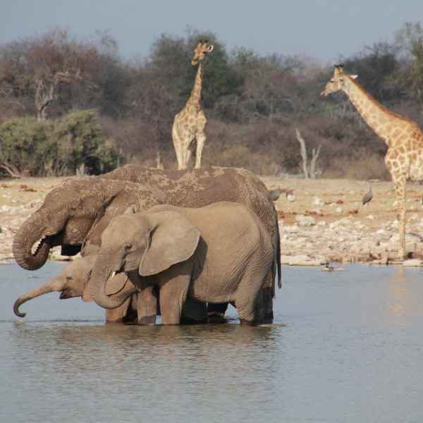 Elefanten und Giraffen am Wasserloch im Etoscha Nationalpark