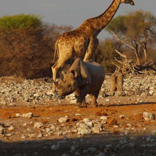 Giraffe und Nashorn