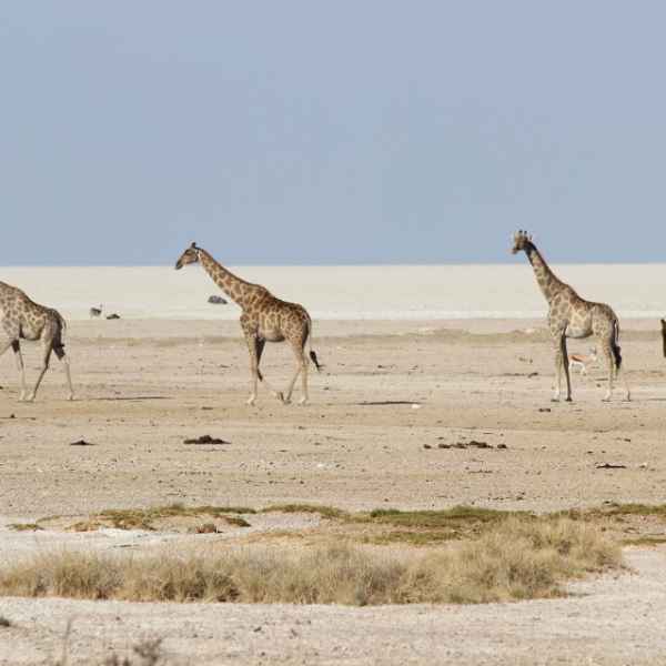 Giraffen im Etoscha Park
