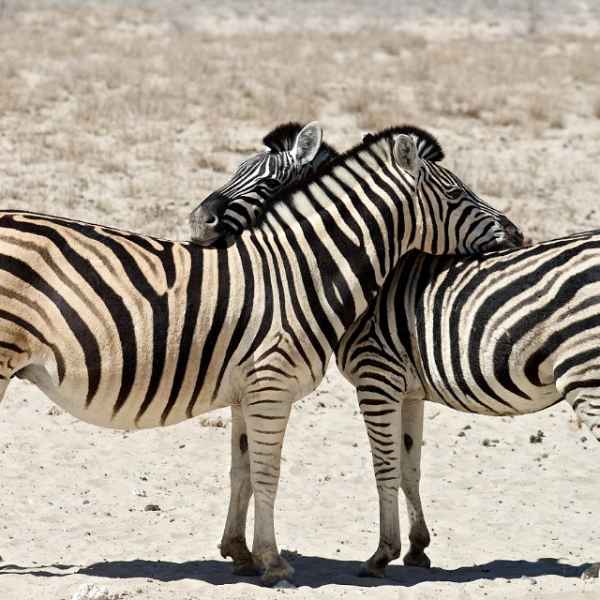 Zebras im Etoscha Park