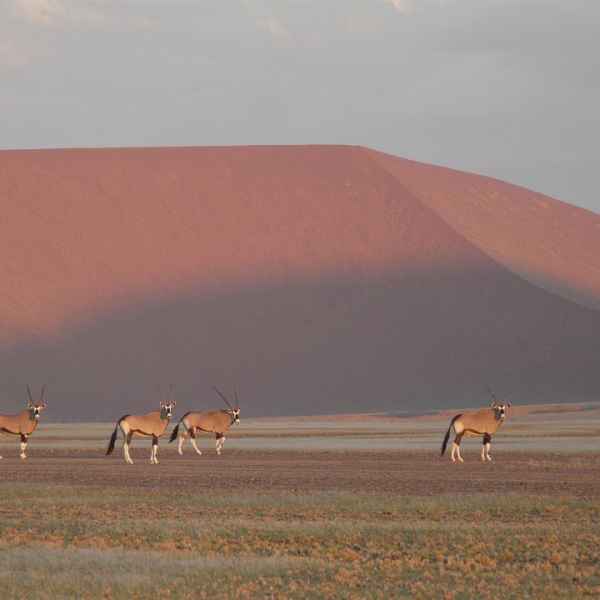 Oryxherde in der Wüste