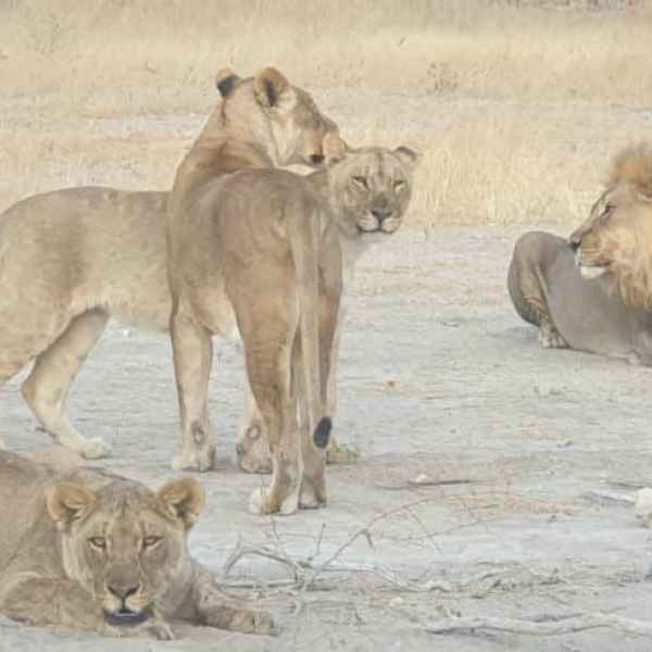 Löwenrudel im Etoscha Nationalpark