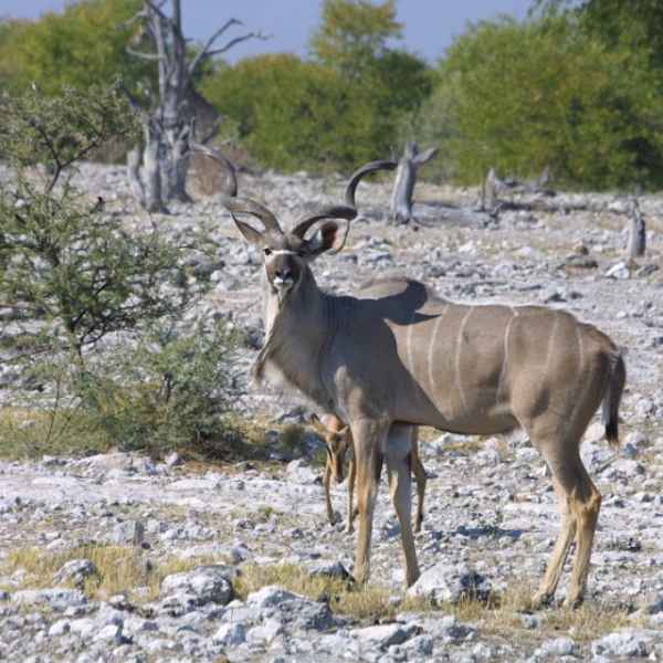 Kudu Bulle im Etoscha Park