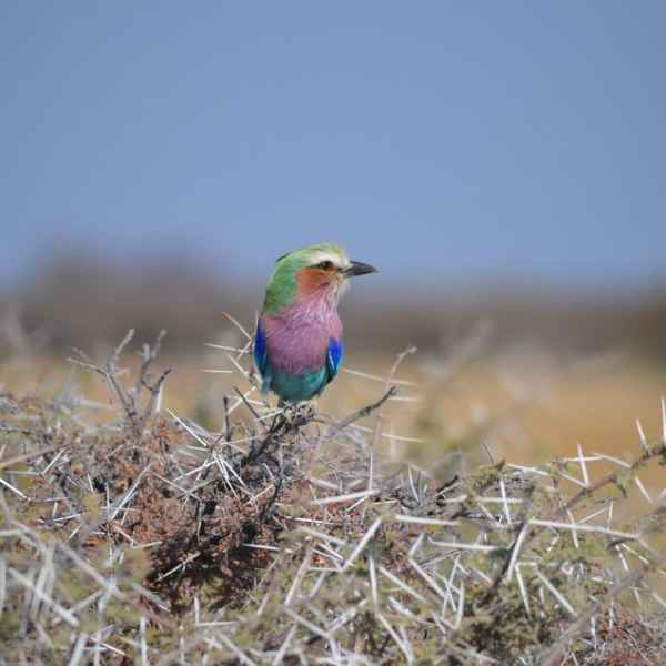 Reichhaltige Vogelwelt in Namibia