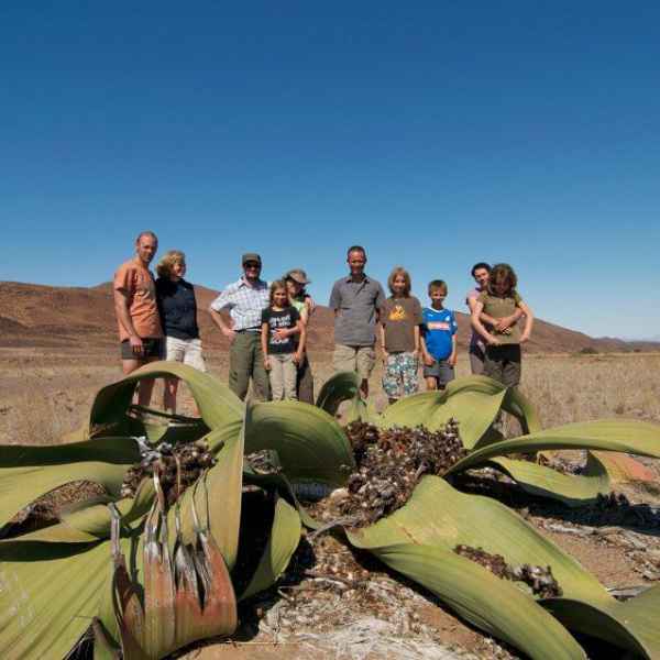 Welwitschia in Namibias Mondlandschaft