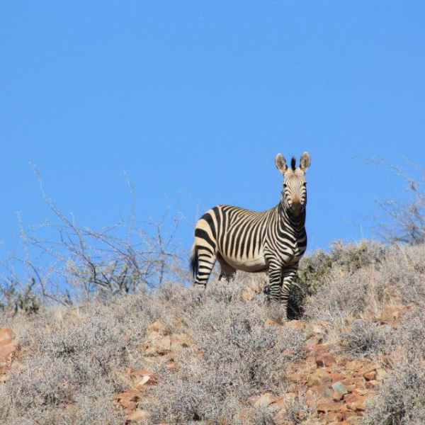 Zebra in Namibia