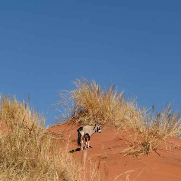 Oryx Antilope in der Wüste